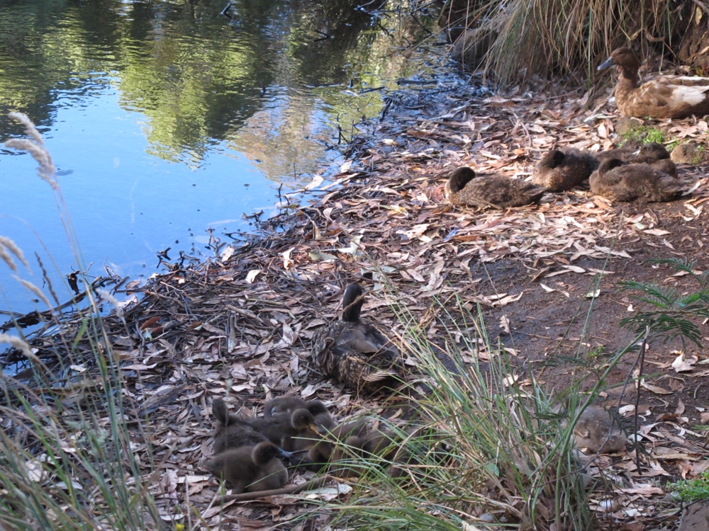 There are a lot of birds in this park.