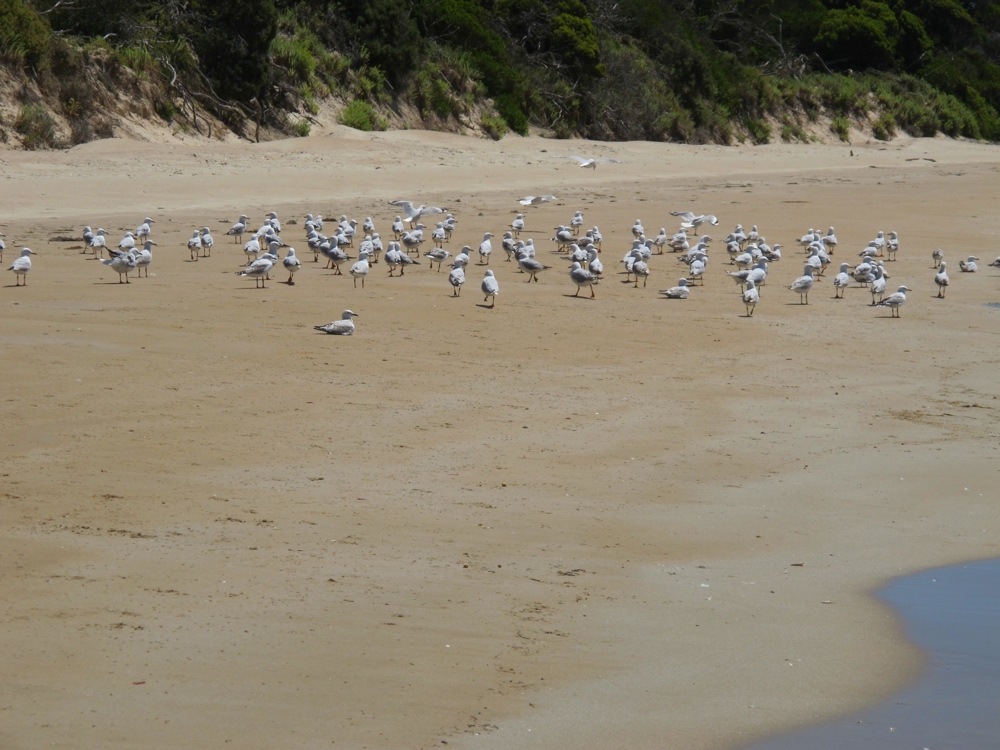 The birds kept going down the beach, but then when I turned around, they came back.