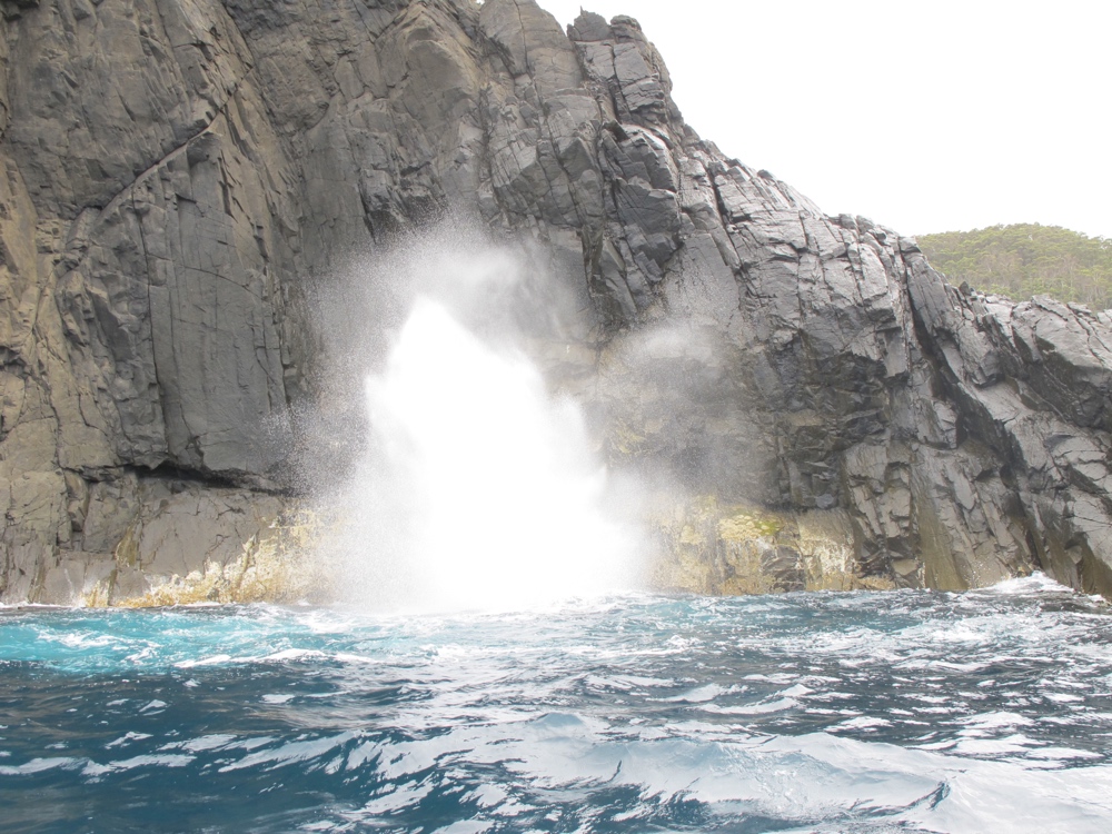 A blowhole (this was far from the most dramatic blow).