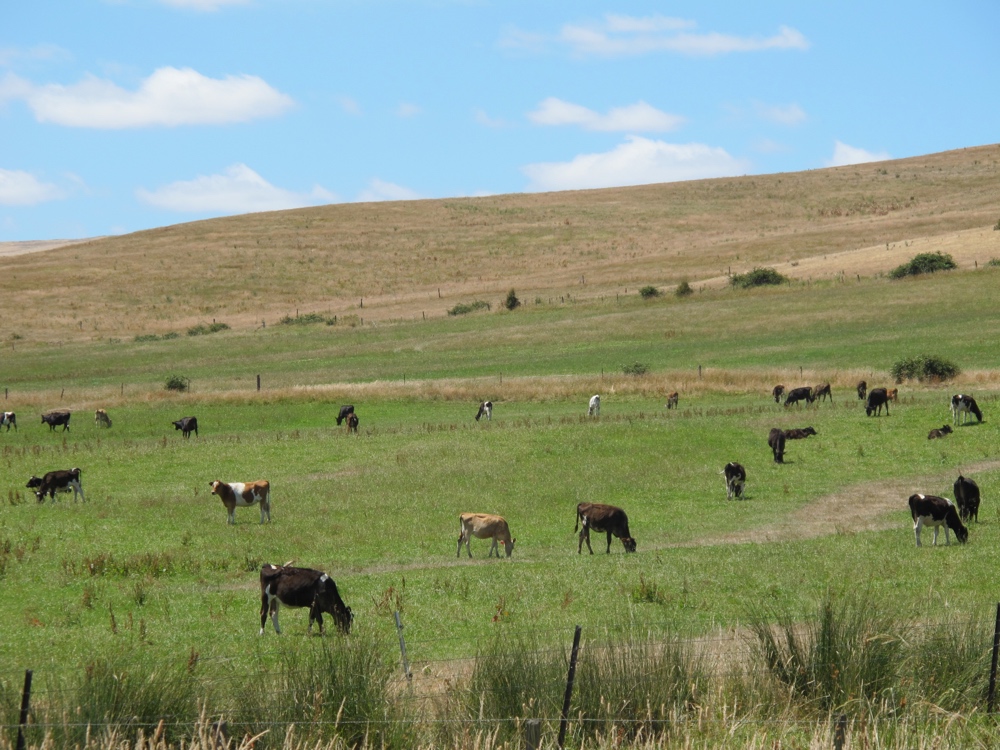 A colorful field of multi colored cows.