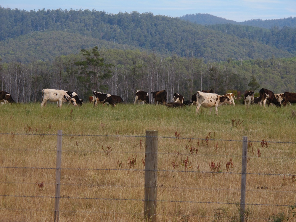 Scrawny Tasmanian cows.