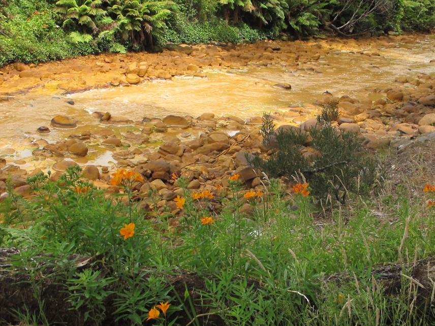 Queenstown&#8217;s creeks seem to be trying to emulate the color of these nice orange flowers.