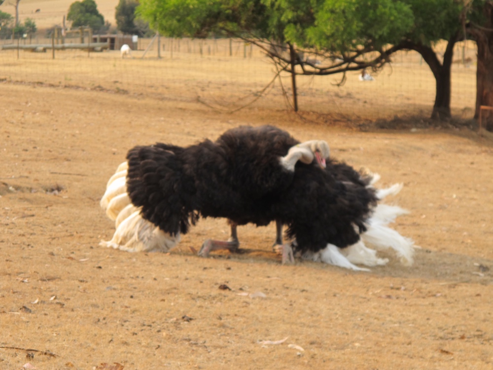 Ostrich dance, slightly out of focus.
