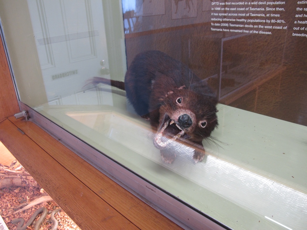I was protected from this Tasmanian Devil by glass. And the fact that it wasn&#8217;t alive.