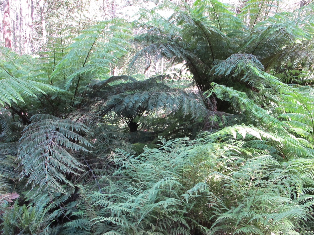 At least there were some nice ferns at the top of the horrible hill.