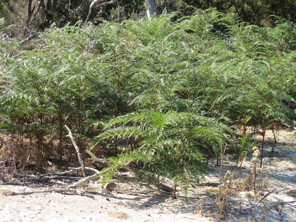 Australian flora &#8211; these were everywhere in this area.