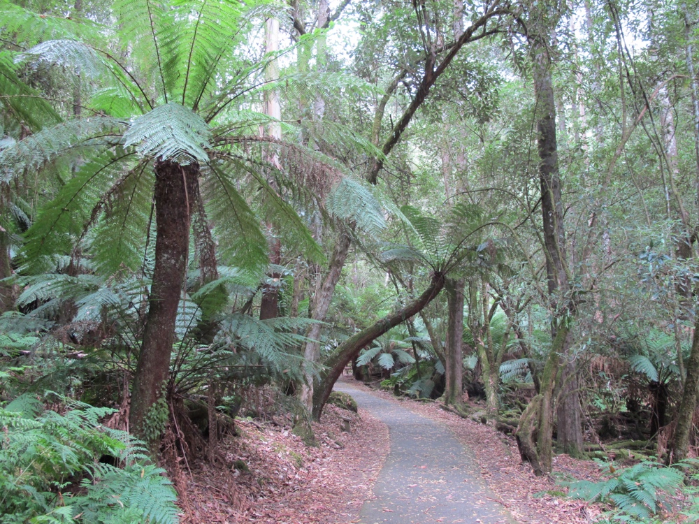 Lots of tree ferns.