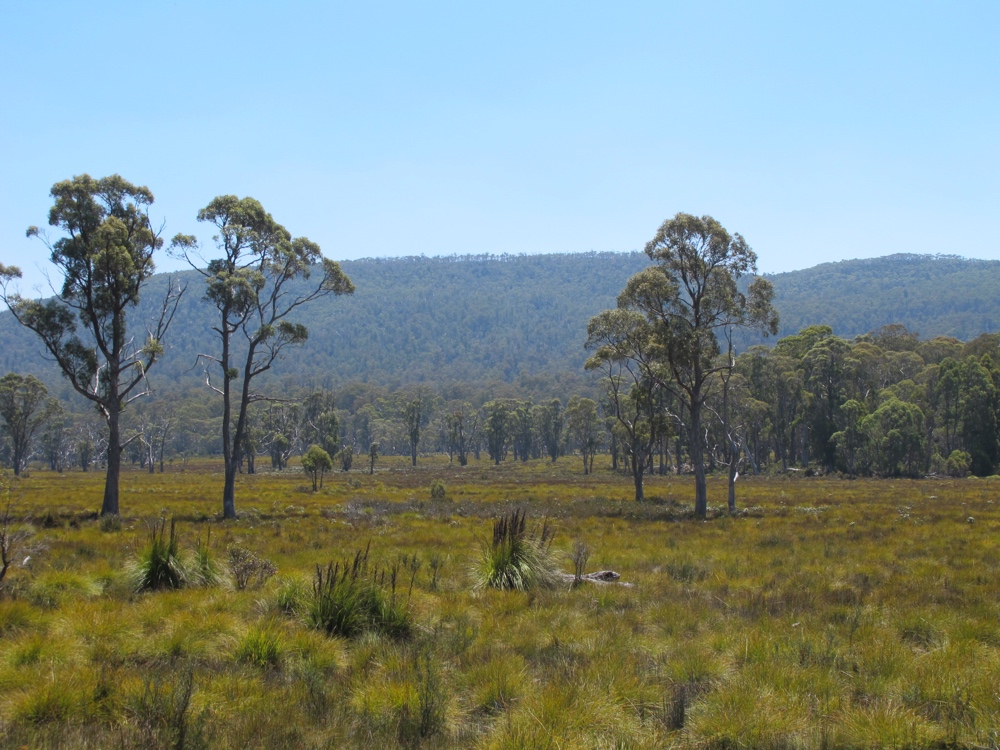 The color of the grass and the shape of the trees made these periodic fields seem almost like fantasy illustrations.