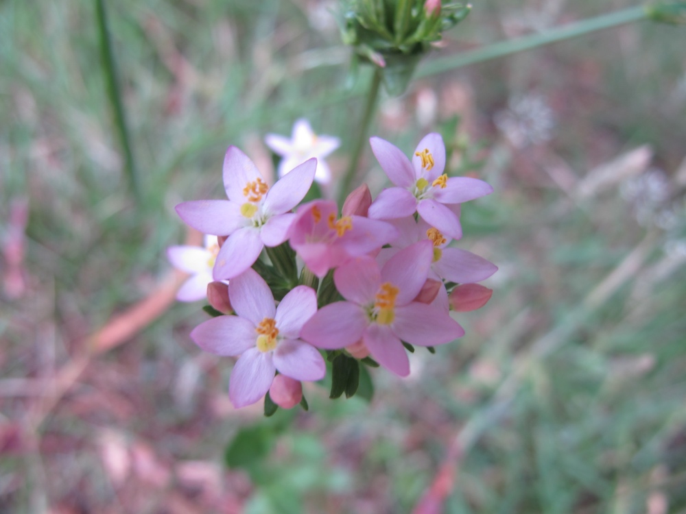 There was a new kind of wild flower around here. Don&#8217;t know what it was, but it was cute and pink.