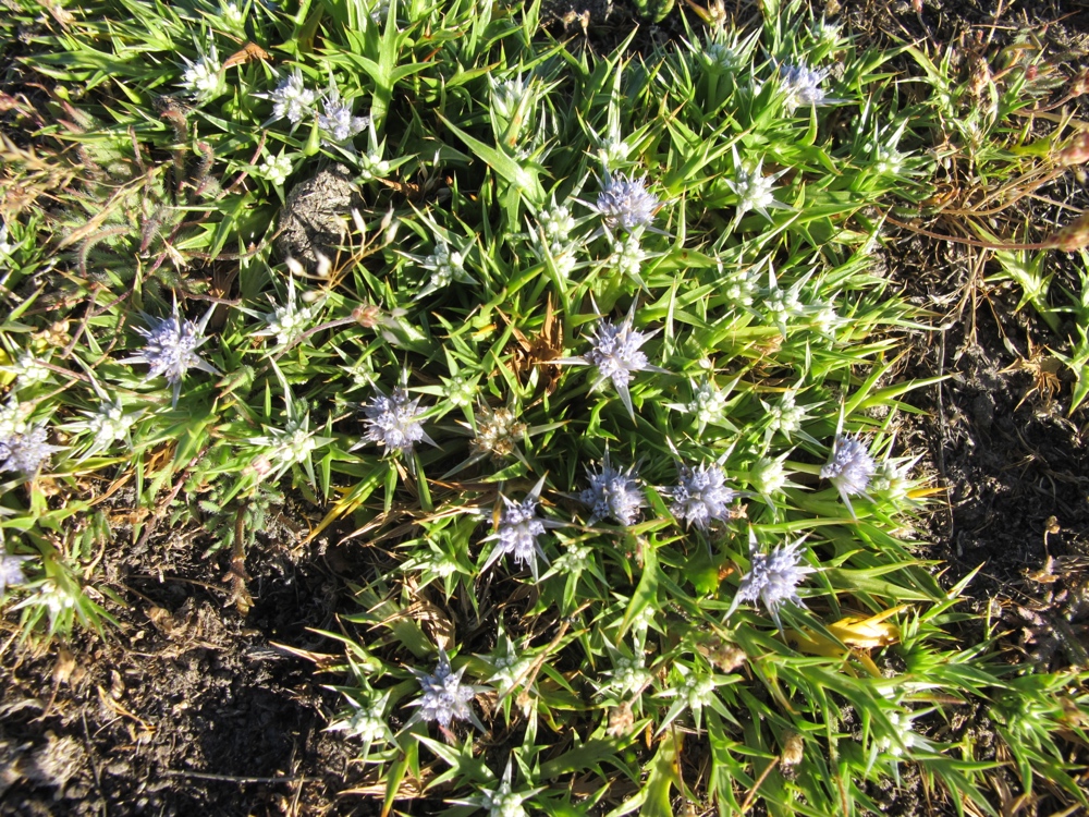 These cute purple flowers were all over the sunny areas.