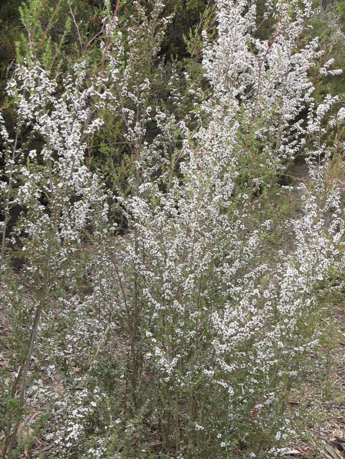 More flowering things!