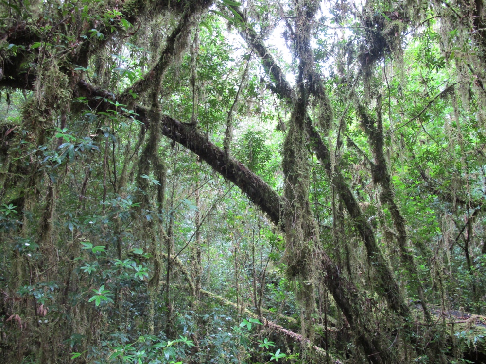 This rainforest felt more like a rainforest than anything else so far.