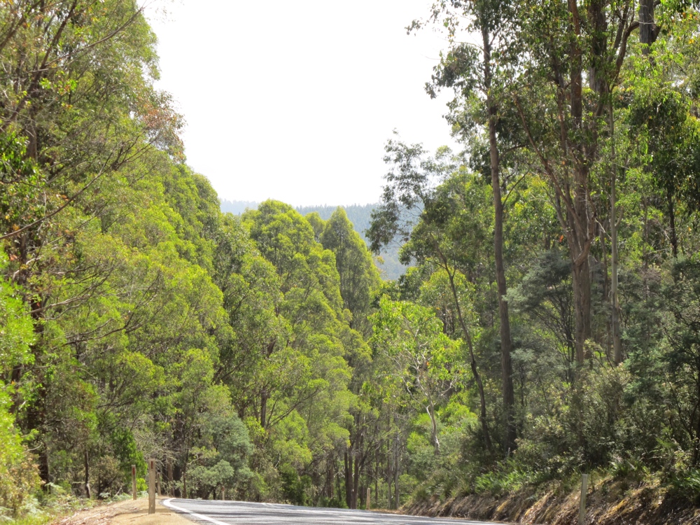 The forests of western Tasmania.