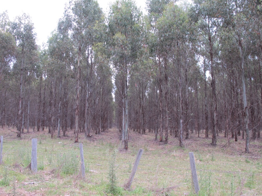 Trees in formation.