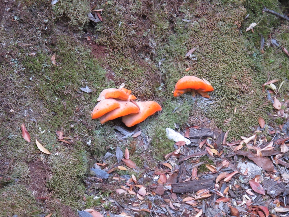 This forest did have a bit of color.