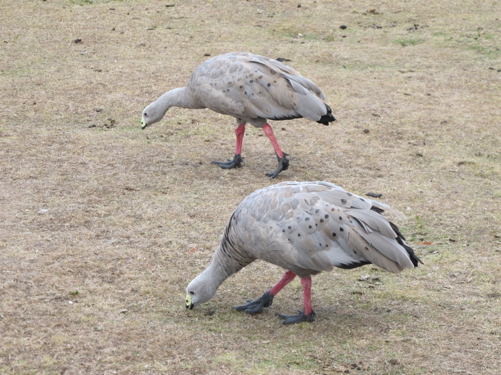 The geese are less aggressive than the ones on the Pittsburgh north side bike trails.