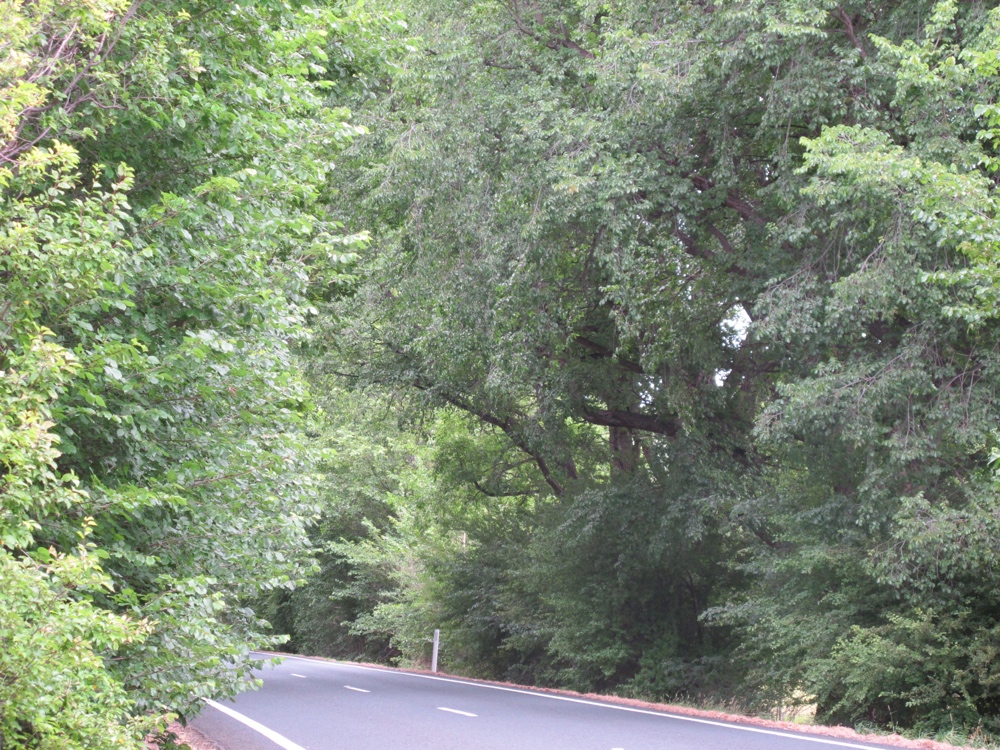 A tunnel of green.