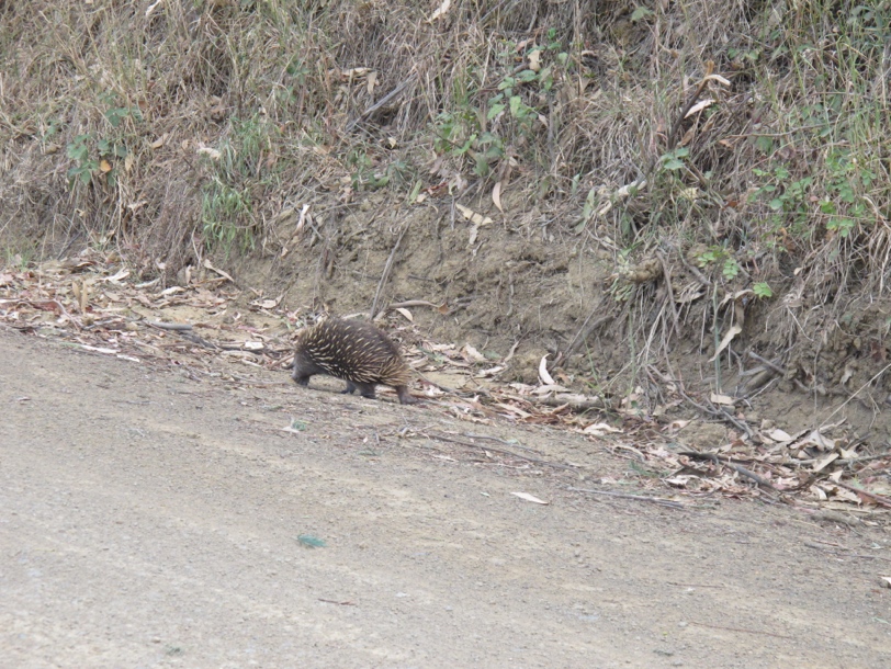 The woman at the Freycinet campground told a story about waking up to noise outside her tent and then impaling her hand on a hedgehog nosing into her cooking pot.