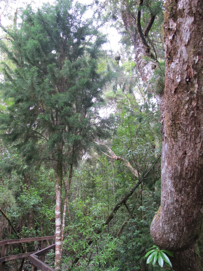 An 80 year old Huon Pine.