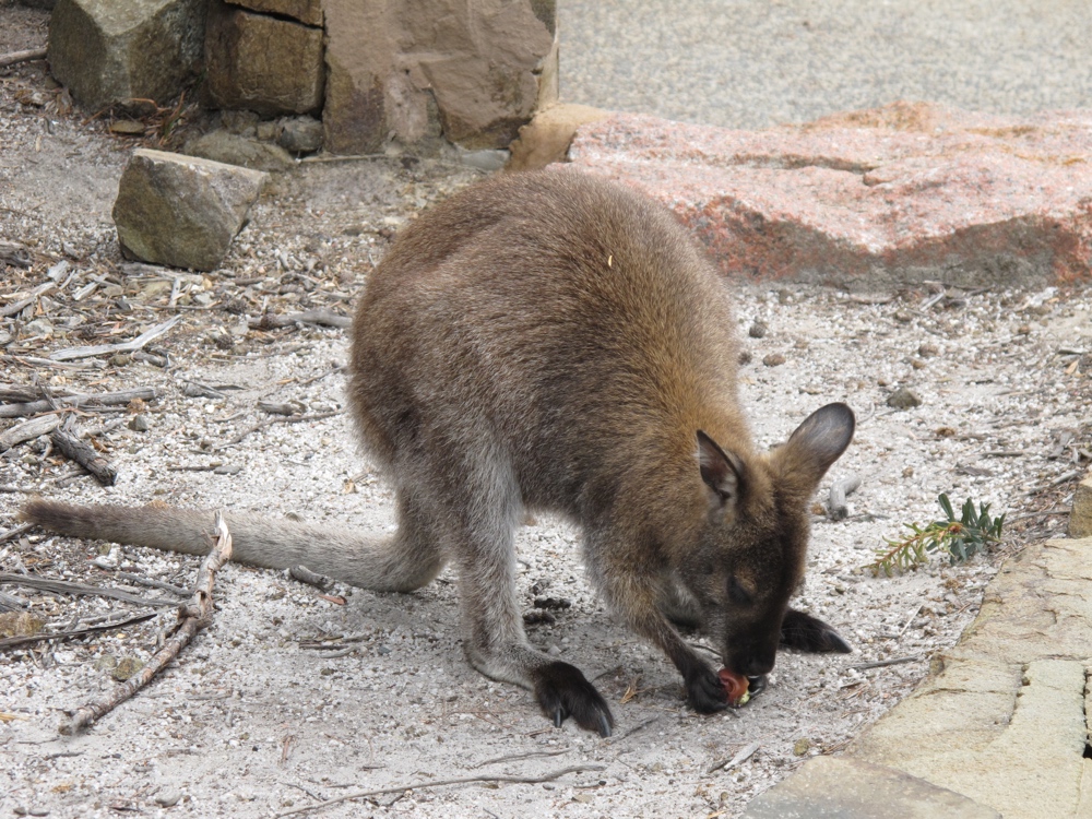 The kangaroo being fed.
