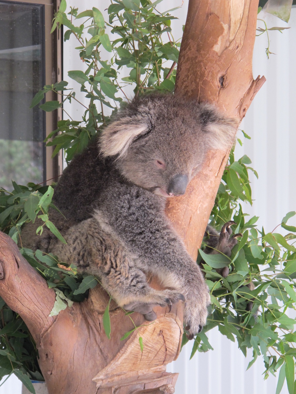 The koala isn&#8217;t Tasmanian, but it&#8217;s closely related to wombats. It&#8217;s also lazy.