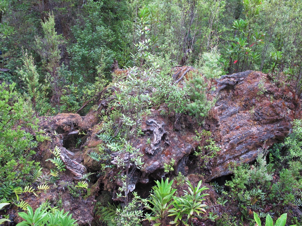 This is a 2000+ year old dead Huon Pine with a bunch of other things now growing on it.