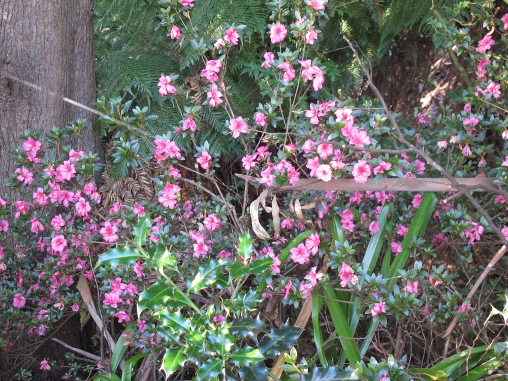 Flowers in the park.