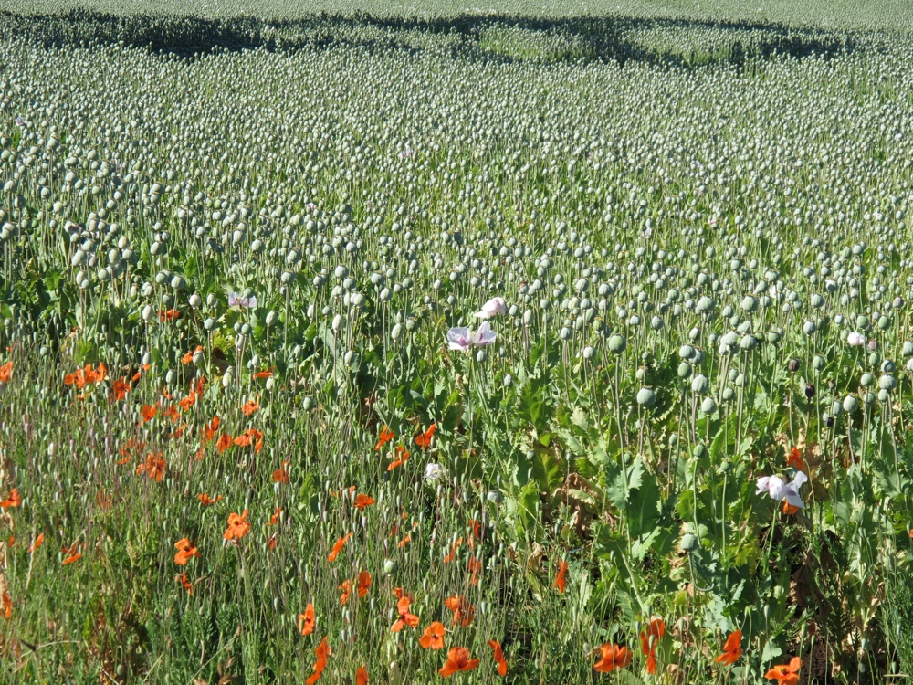 The poppy fields made me think of the Wizard of Oz