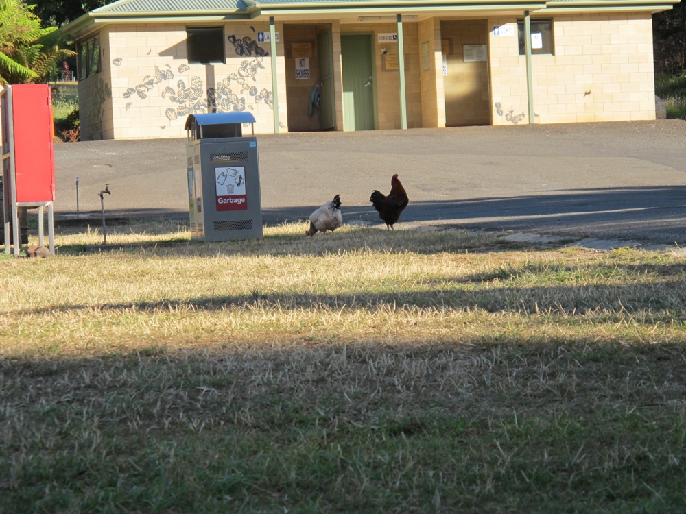 The North East Park rooster.