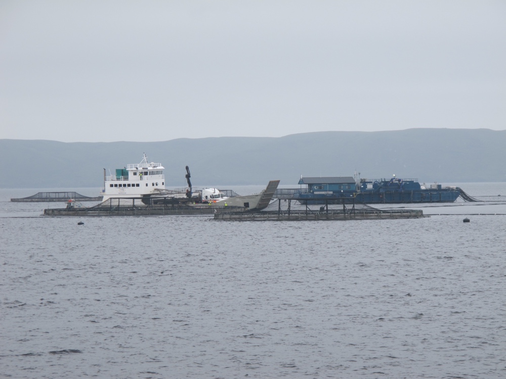 They do a lot of farming of Atlantic salmon in Tasmania, despite not being in the Atlantic.