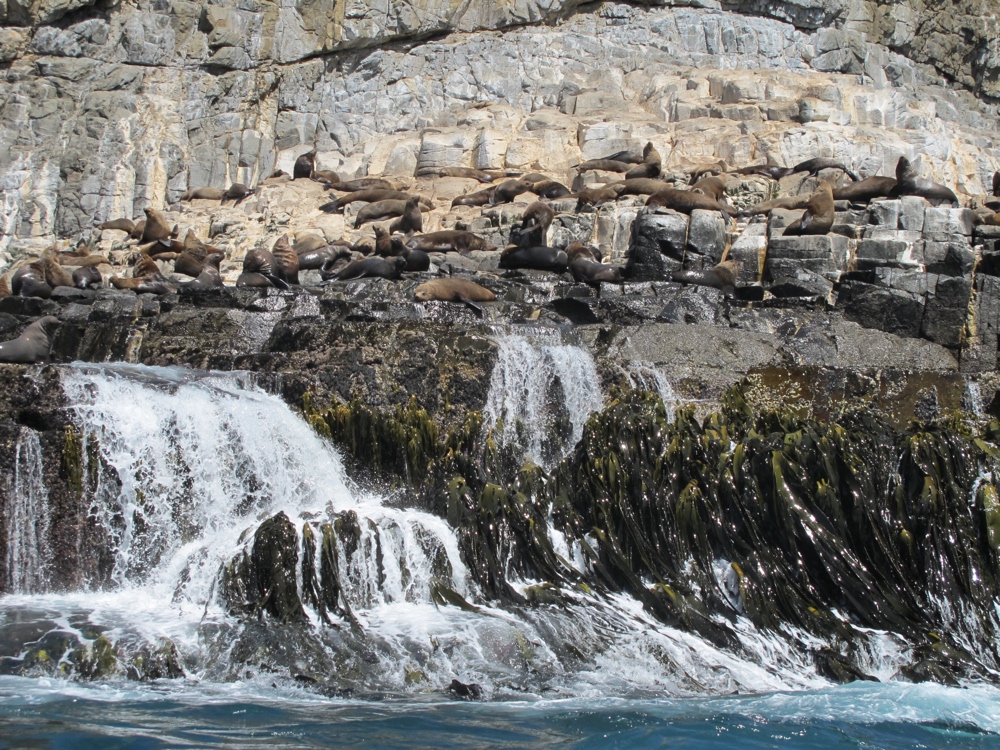 Two seal colonies (also dolphins, not pictured)