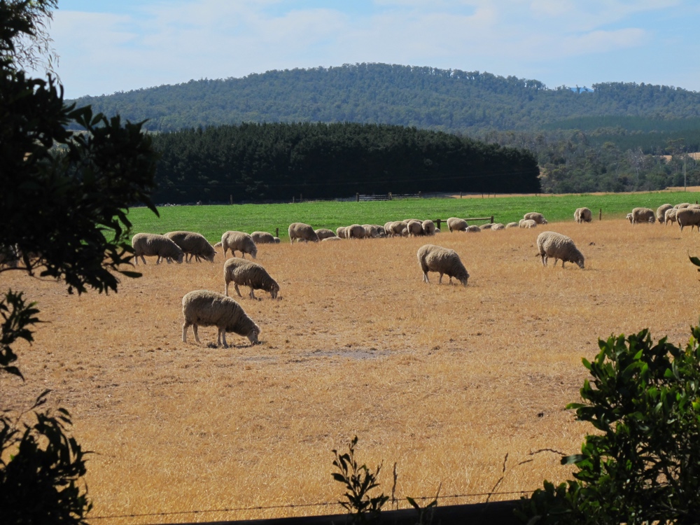 This dirt road had sheep.