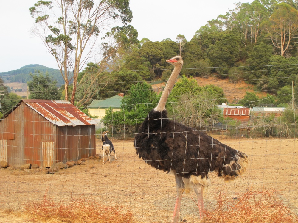 Ostrich strutting.