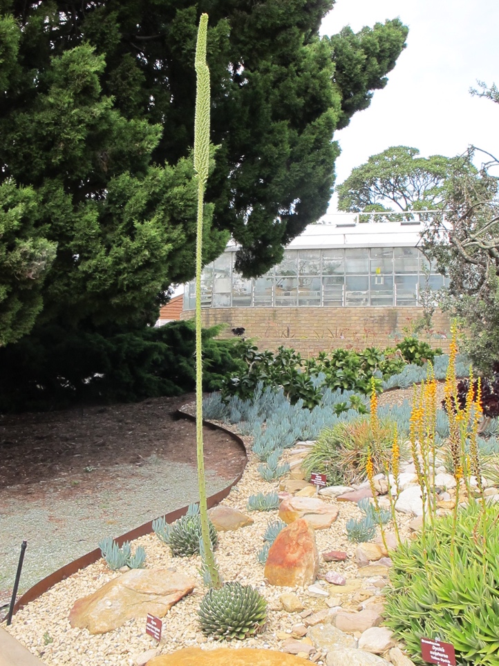 This aloe (I think it was) had a rather impressively tall stalk