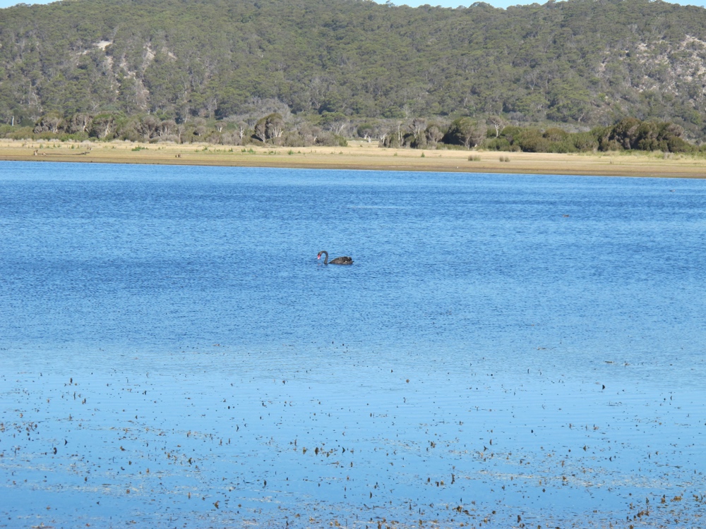 A black swan.