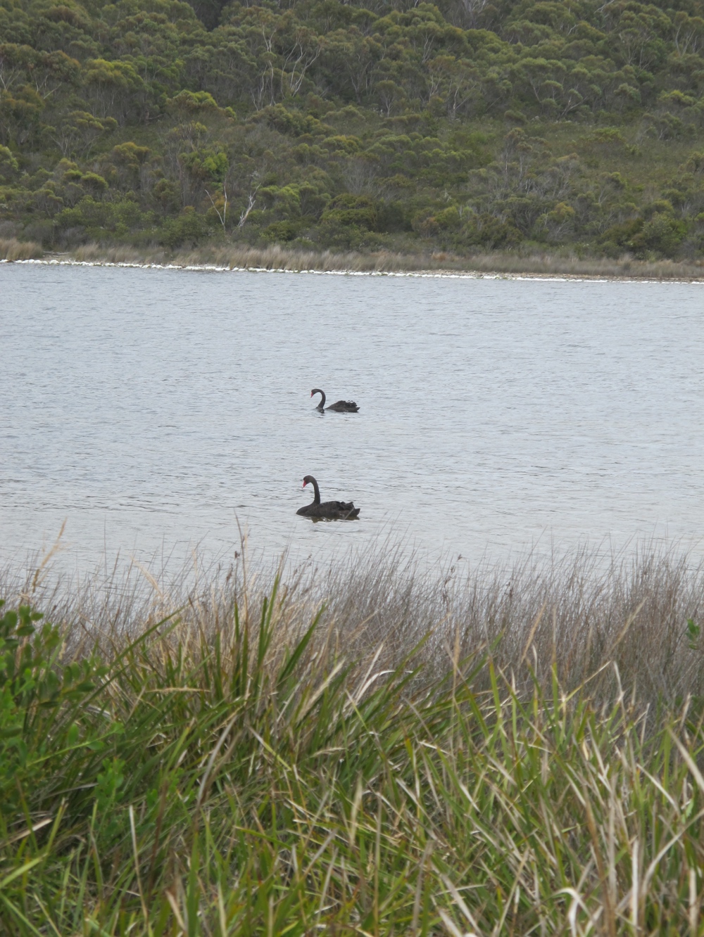 Scamander swans.