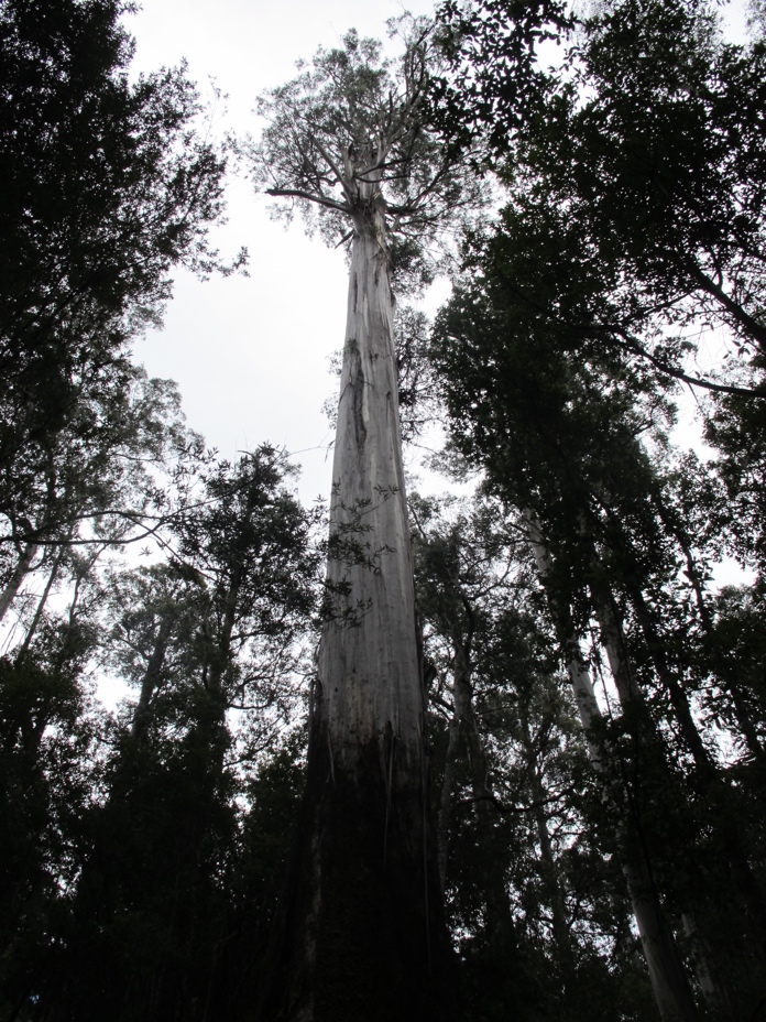 The tallest tree in the park, according to the sign.