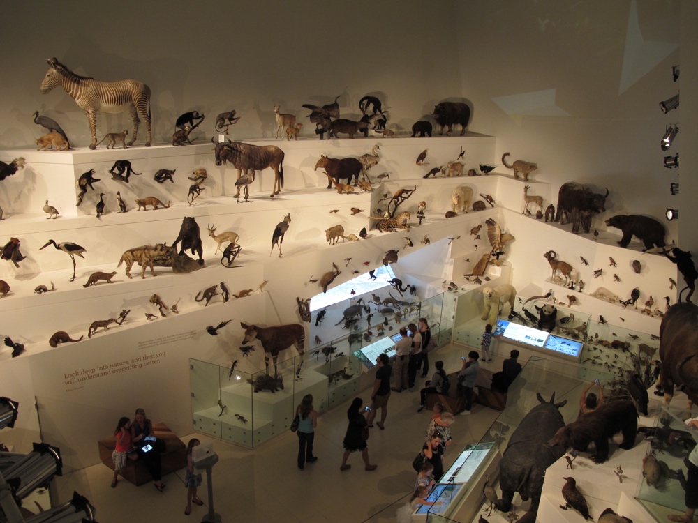  There was also an exhibit on evolution with a room full of animals.