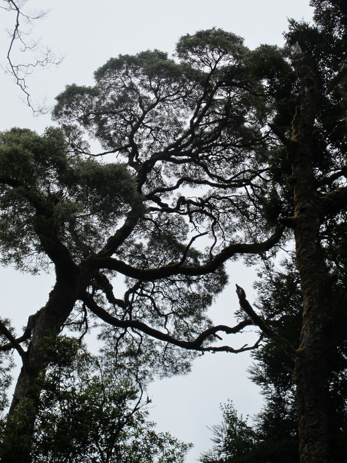 I like taking pictures of the tops of trees.