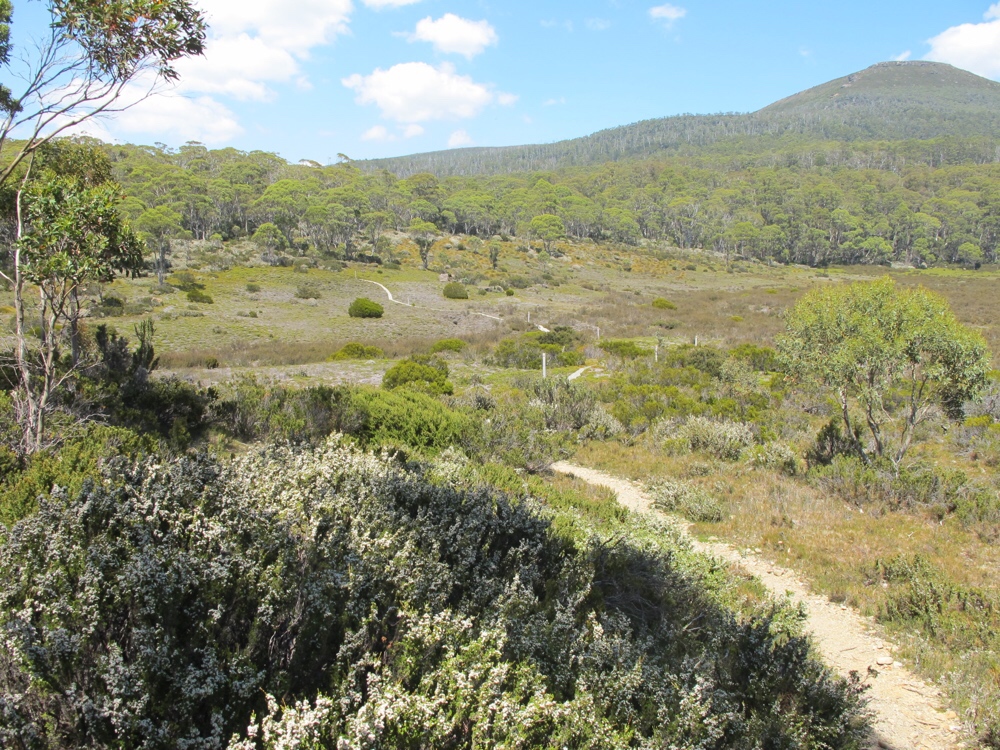 The visitors center said that button grass swamps show up when the glaciers failed to deposit enough well drained material to support trees.