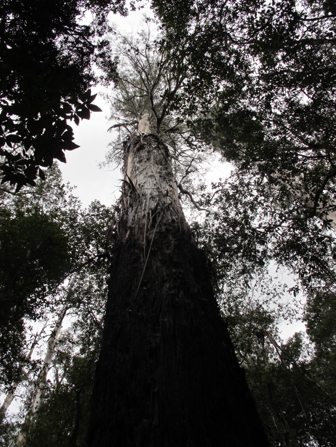 Some trees are rather tall.