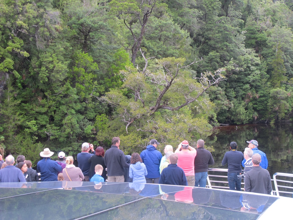 People taking pictures of a tree.