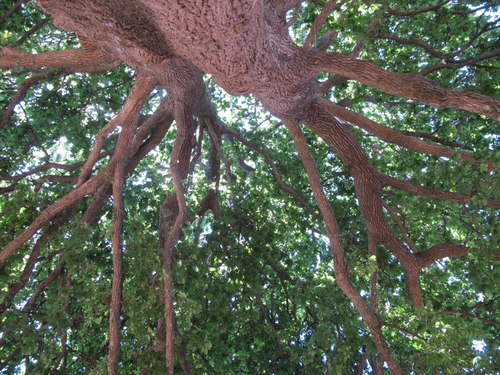 My view when relaxing against the trunk of the tree.