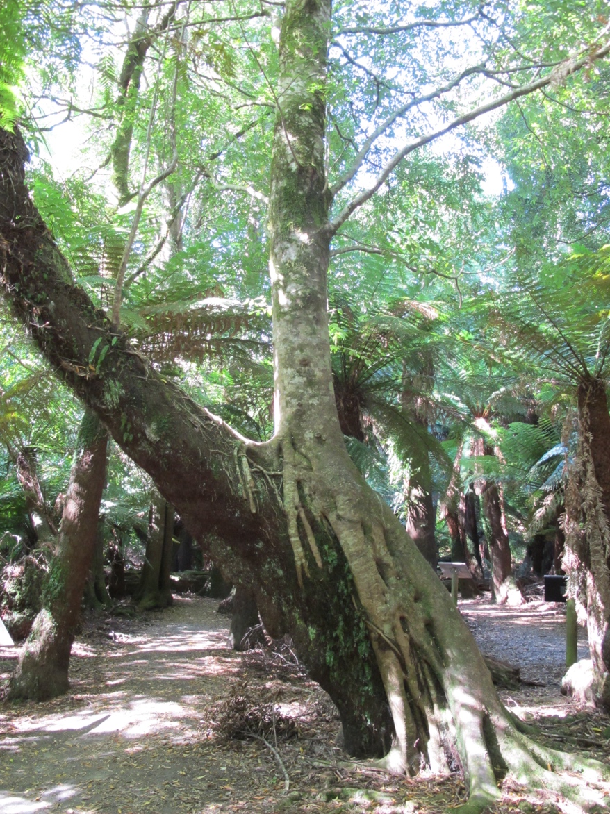 The rain forest walk.