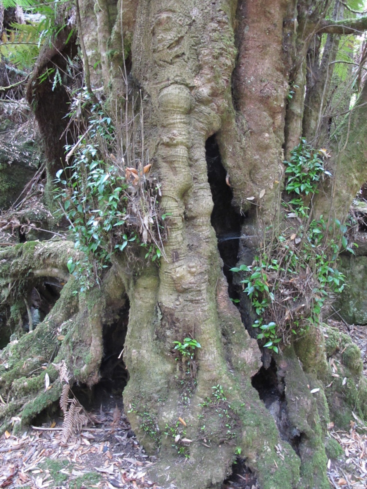 An interestingly sculpted tree.