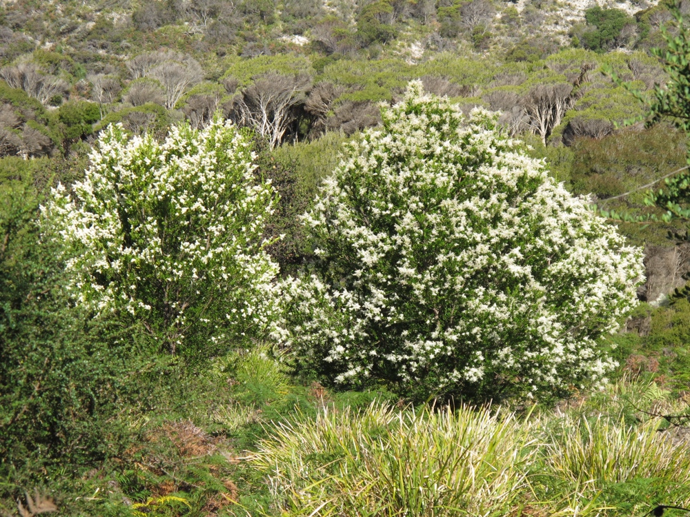 Flowering trees of some sort.