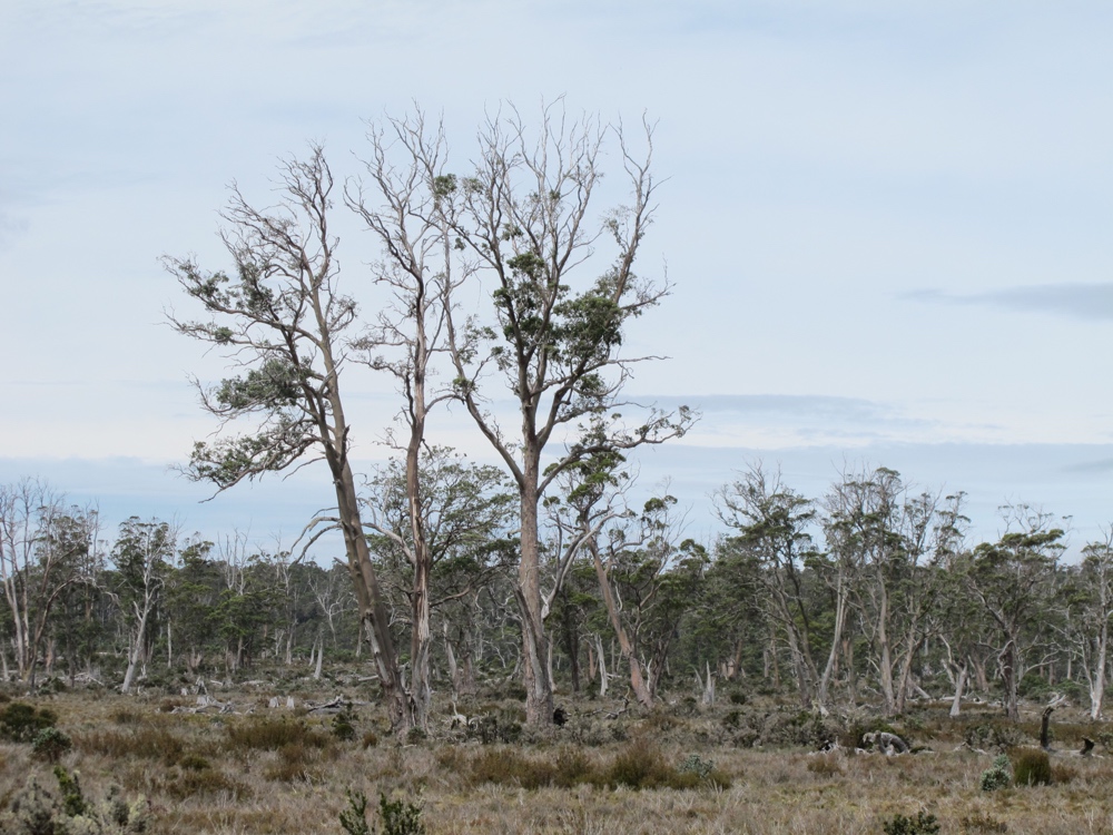 There were dramatic trees by the road to the park.