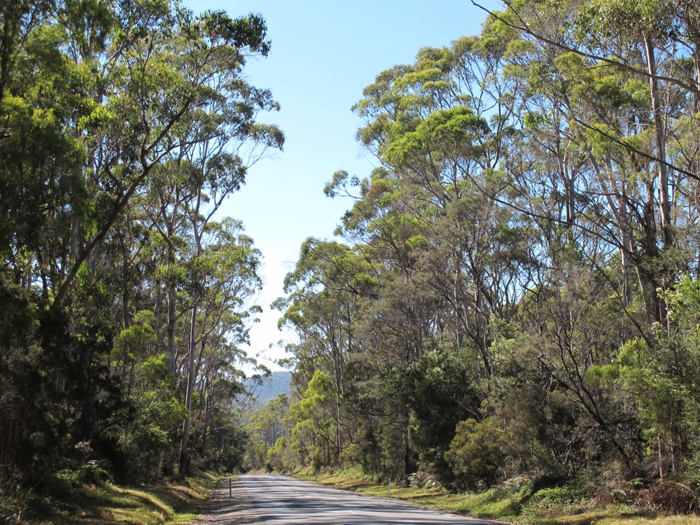 Tasmanian trees