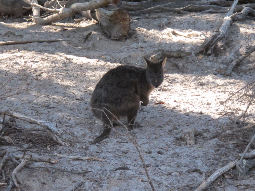 It took 4 or 5 sightings before one stood still long enough for me to take a picture.